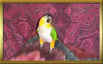 Mango
